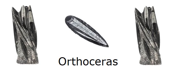 Orthoceras