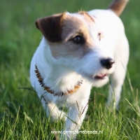 Barnsteen honden ketting met leren band